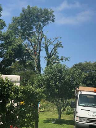 Tree Felling, Penzance