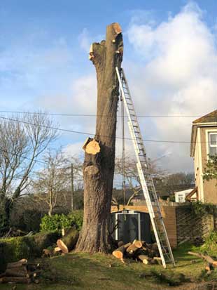 Tree Felling, Crowlas