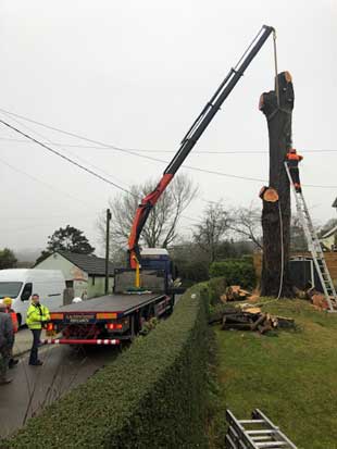 Tree Felling, Crowlas