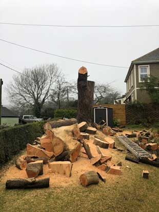 Tree Felling, Crowlas